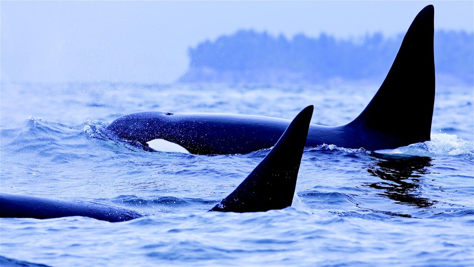 Ucluelet Whale Watch Tour by Zodiac